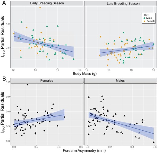 Alt text: The figure shows 4 panels depicting the effects of predictors of the phytohemagglutinin index in both male and female short-tailed bats. Top 2 panels show on the left the effect of decreasing immunological response with heavier body mass in early BS and on the right an increasing immunological response with heavier mass in late BS. Lower panels show an increased immune response in more asymmetric females on the left and a decrease in immune response in more asymmetric males on the right.