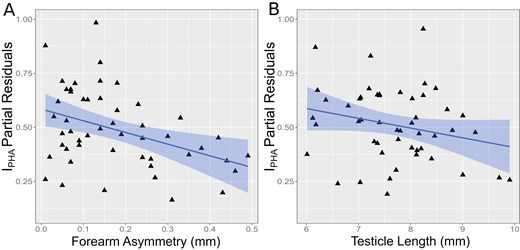 Alt text: The figure shows 2 panels depicting the effects of predictors of delayed-type immunological response to the PHA antigen in male short-tailed bats. Left panel shows a decrease in immune response in more asymmetric males and the right panel depicts a decrease in immune response in males with longer testicles.