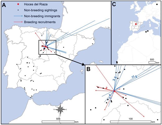 Alt text: Maps showing lines connecting the movements of griffon vultures from the natal focal colony to recruitment sites, locations of resightings and recoveries of non-breeding individuals from other natal colonies in the focal one, and resightings and recoveries of individuals from the focal colony to southern Spain, central Europe, and Africa.