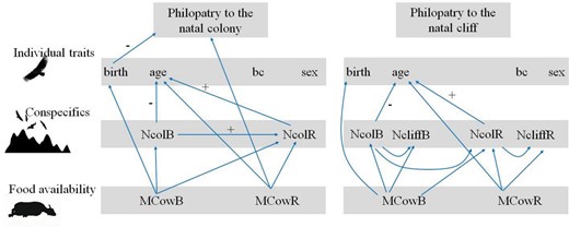 Alt text: Decorative diagram showing the realtionships between indiduals traits, social and environmental variables, and philopatry to the natal cliff and colony in the griffon vulture.