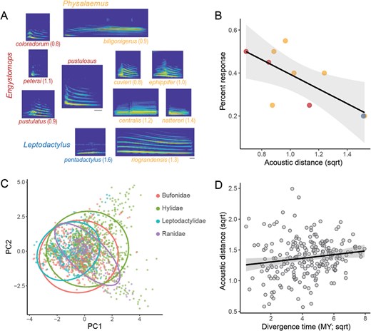 Alt text: (A) Spectrograms depict the variation in call stimuli between the focal species (Engystomops pustulosus) and the 10 other species used in phonotaxis tests. (B) A scatter plot and trend line depict the negative correlation between acoustic distance and phonotaxis response rates. (C) Scatterplots depict the PC1 and PC2 values for each call in the analysis, with ovals plotted for each of the four families. The ovals overlap substantially but also have distinct shapes. (D) A scatterplot and trendline depict the positive relationship between divergence time and acoustic distance.