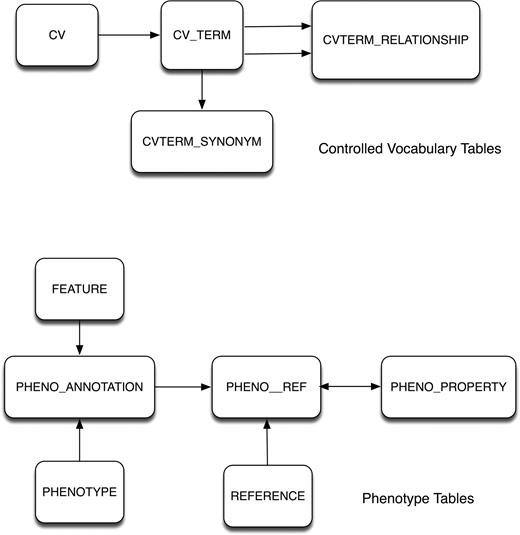 Database schema for mutant phenotype-related data. Top, the controlled-vocabulary tables adapted from the CHADO schema. Bottom, the phenotype data tables.