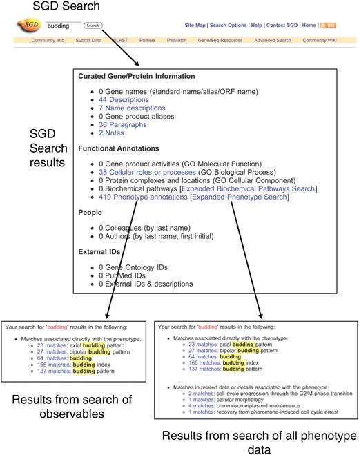 Searching phenotype data. The basic SGD Search is entered via a text box at the top of most SGD pages. Keywords entered into this search are used to search 15 major categories of information in SGD, and a summary of the results is presented on the SGD search results page (center). The link to ‘Phenotype annotations’ leads to a summary page listing the number of matches found in observables (lower left). The link to ‘Expanded phenotype search’ launches a search of all phenotype data. Results of the search are presented on the Expanded Phenotype Search Results Summary page (lower right). The top section displays matches to observables, and the bottom section displays matches to other phenotype data. On both types of results summary page, each number of matches is linked to a page displaying a table of the individual annotations.