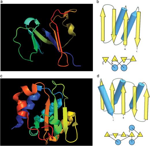 (a) Cartoon diagram of N-terminal domain of T0397: 3d4r chain A residues 7–82. (b) Structure and topology diagrams of ferredoxin fold–fold closest to T0397 N-terminal domain. (c) Ribbon diagram of N-terminal domain of T0496: 3d09 chain A, residues 4–126. (d) Structure and topology diagrams of RNAseH fold–fold closest to T0496  N domain.