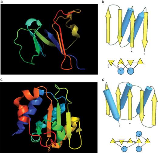 (a) Cartoon diagram of N-terminal domain of T0397: 3d4r chain A residues 7–82. (b) Structure and topology diagrams of ferredoxin fold–fold closest to T0397 N-terminal domain. (c) Ribbon diagram of N-terminal domain of T0496: 3d09 chain A, residues 4–126. (d) Structure and topology diagrams of RNAseH fold–fold closest to T0496 N domain.
