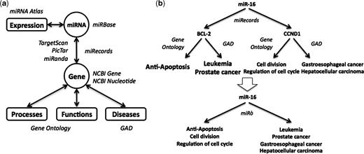 The miRò knowledge base schema. (a) miRNAs are annotated with their features coming from miRBase and their expression profiles coming from the miRNA Atlas. They are linked to processes, functions and diseases through their predicted (by TargetScan, PicTar and miRanda) or validated target genes (miRecords). (b) In this case, miR-16 has two validated targets, BCL2 and CCND1, among others. These genes are annotated with GO terms and diseases, thus miR-16 inherits these annotations.