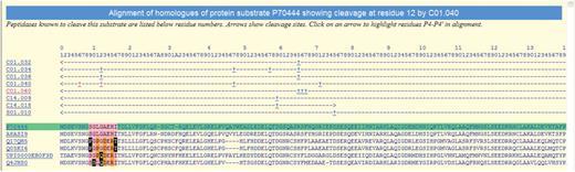 Alignment of the protein sequences of orthologues of the mouse BID protein showing known peptidase cleavages. The alignment is highlighted to show conservation of residues around the cleavage of BID by cathepsin H (C01.040) at residue 12. The sequence where the cleavage is known is highlighted in green and residues are numbered according to this sequence (inserts are indicated by letters). The rows beneath the residue numbers show the MEROPS identifier of each peptidase known to cleave this substrate. Arrows indicate the residue range of the fragment used in the experiment, and cleavage positions are indicated by the ‘+’ symbol. Clicking on a MEROPS identifier takes the user to the relevant summary page. Clicking on a ‘+’ symbol causes the alignment to be redrawn with residues P4–P4′ highlighted for that particular cleavage. Residues either side of the cleavage site are highlighted in pink if conserved with the equivalent residue in the sequence where the cleavage is known. A residue is highlighted in orange if it is not conserved but is known to occur in the same binding pocket in another cathepsin H substrate. A residue is shown as white on black if it is not conserved and is not known to occur in the same peptidase substrate binding site in any other substrate.