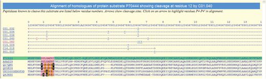 Alignment of the protein sequences of orthologues of the mouse BID protein showing known peptidase cleavages. The alignment is highlighted to show conservation of residues around the cleavage of BID by cathepsin H (C01.040) at residue 12. The sequence where the cleavage is known is highlighted in green and residues are numbered according to this sequence (inserts are indicated by letters). The rows beneath the residue numbers show the MEROPS identifier of each peptidase known to cleave this substrate. Arrows indicate the residue range of the fragment used in the experiment, and cleavage positions are indicated by the ‘+’ symbol. Clicking on a MEROPS identifier takes the user to the relevant summary page. Clicking on a ‘+’ symbol causes the alignment to be redrawn with residues P4–P4′ highlighted for that particular cleavage. Residues either side of the cleavage site are highlighted in pink if conserved with the equivalent residue in the sequence where the cleavage is known. A residue is highlighted in orange if it is not conserved but is known to occur in the same binding pocket in another cathepsin H substrate. A residue is shown as white on black if it is not conserved and is not known to occur in the same peptidase substrate binding site in any other substrate.