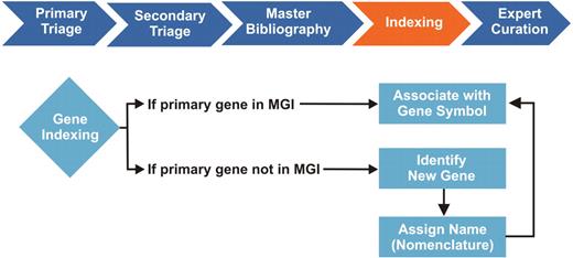Gene Indexing in the MGI Biocuration Workflow. During primary and secondary literature selection (triage), MGI curators review scientific journals in PDF or HTML format for information relevant to the mouse model organism. We initially screen articles by searching for the terms: Mouse, Mice and Murine. Relevant articles are retrieved in PDF format, cataloged based on content, and assigned an internal reference number, which is entered into a master bibliography. Selected articles are then further categorized and indexed by curators, who identify the type of mouse data contained in the article and tag articles for indexing in the MGI database. Individual curation teams are responsible for managing GO, gene expression, sequence, mapping, phenotype and tumor biology data. Each curation team has its own methodology for indexing, which is our internal process for associating article reference numbers to at least one entity within the MGI database. For the GO curation team, this entity is a gene, typically identified by a gene symbol, name or synonym. During gene indexing, curators identify the primary mouse genes studied in the article. Mouse gene references must first be distinguished from human genes of the same name and from gene mentions associated with transgenic mouse models, which are not incorporated in the GO annotations. If an identified mouse gene is in MGI, the article reference number is associated with the gene in the database and the article enters the curation queue. If the gene is not in MGI, it is identified as a new gene, forwarded to Nomenclature for name assignment, where the new gene is added to the database. The article is then associated with the newly created gene symbol and ready for curation. The gene indexing process identifies papers for further curation of more detailed data. Each paper must be indexed to at least one gene entity before it can be assigned to curators for annotation.