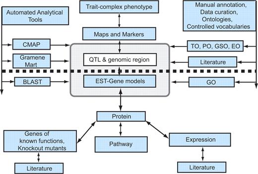 Generalized model for candidate gene discovery. The diagram shows a simplified view of the information modules in the Gramene database. The figure has been designed to show the path of forward genetic dissection of complex traits above the dotted line and reverse genetic investigation below the heavy dotted line. In reality, as indicated by the arrows, the database can be accessed from any point of entry and users can navigate to the required information. Gramene provides automated analytical tools shown to the left of the pale grey box, and manual curation using ontologies and controlled vocabularies shown to the right of the dotted box, to enhance the data mining potential of the database. The association between the QTL and EST modules contained within the pale grey box highlights the fact that a user can systematically zero in on information about the relationship between a complex phenotype and a candidate gene/s of interest. As depicted here, a trait or complex phenotype is associated through maps and markers to a genomic region identified as a QTL and to ESTs and gene models previously annotated to the genome region; the QTL database thus performs the crucial function of connecting molecular or genotypic information with complex phenotypes, and more generally connecting the field of molecular biology with that of quantitative genetics and plant breeding.