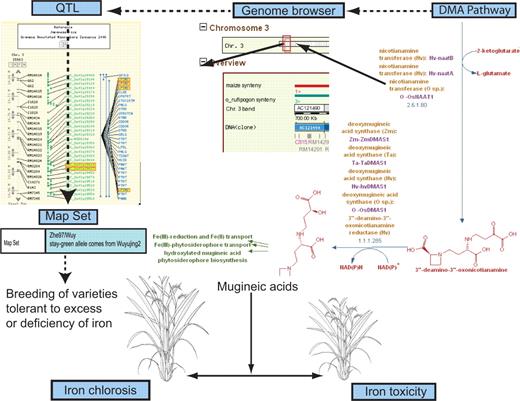 Iron-uptake pathway in rice: cloned gene to complex traits, via pathway, genes and QTLs. Leaf senescence QTLs aligned to CMap view of rice chromosome 3 shown in the top left corner; Genome Browser view of QTL region of rice chromosome 3 with associated gene models shown in the center; DMA metabolic pathway shown in the top right; rice plants expressing iron chlorosis tolerant phenotype and iron toxicity phenotype shown at the bottom. The Mugenic acids (MAs) or phytosiderophores are end products of the DMA metabolic pathway. Biosynthesis of MAs is closely linked to iron deficiency and is highly regulated to avoid toxicity owing to excess iron uptake. The figure represents parts of the curated DMA pathway; the genomic positions of the cloned genes from this pathway are used to trace suitable QTL candidates in that region. The populations from which these QTLs were analyzed can then be used in breeding programs aimed at developing rice varieties that are tolerant to soil environments characterized by deficiencies or excesses of iron.