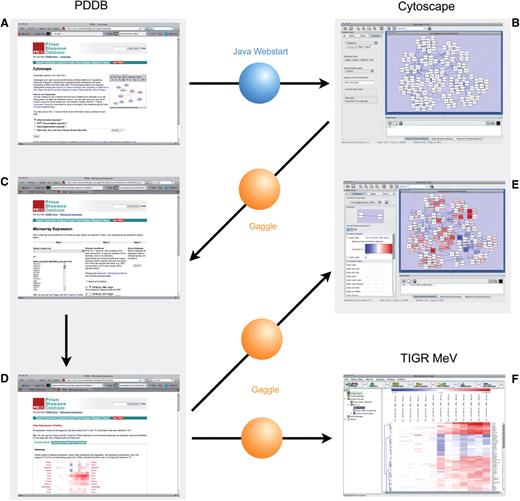 Exchange of data between the PDDB and external tools through the Gaggle. (A) Network reconstruction within the PDDB. (B) Loading the network into Cytoscape through Java Webstart. (C) Broadcasting the gene symbols corresponding to the network nodes back to the PDDB through the CyGoose. (D) Querying the PDDB for the list of gene symbols from CyGoose in the Microarray Expression page. (E) The retrieved expression matrices can be broadcast back to Cytoscape through the Firegoose and be used to provide node colors using VizMapper. (F) The expression matrices can be also broadcast to other tools such as the TIGR MeV for further analyses (e.g. clustering). See the text for further details.