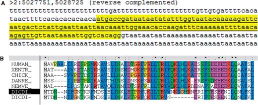 A modified gene model, commd10 (DDB_G0275249). (A) The gene prediction (underlined) selected a splice donor (gttaat) 21 nt upstream from that (gtaata) of the curated gene model (highlighted in yellow). This image was generated using the dictyBase Genome Browser. (B) The modified gene prediction is supported by sequence similarity. The new Dictyostelium gene model is indicated by a black shading of ‘DICTY’ on the labels on the left; the new gene model produces a better alignment than the gene prediction (bottom row), indicated by the gap in the alignment of the latter.