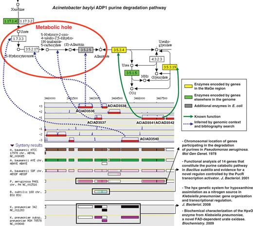 Missing enzymes in the Acinetobacter baylyi ADP1 purine degradation pathway. The genomic region ACIAD3536-3542 of A. baylyi contains seven genes which share conserved syntenies in several other microbial genomes. Two of them encode enzymes involved in the last two steps of the purine degradation pathway (KEGG metabolic map 230). After human expertise, candidate genes were validated for the four missing reactions (blue dashed arrows).