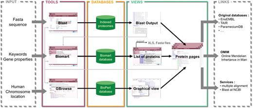 Schema of the structure and possibilities of use of Cildb. The orthology calculations and links to ciliary studies and to OMIM are at the center of Cildb. To access the data, three possibilities of queries are offered: BioMart query using key words or properties of proteins (orthology, ciliary studies, etc.); BLAST of a sequence; browsing human chromosomes with GBrowse. The BioMart (22) tool of Cildb allows the user to build a complex query using a system of filters and to display the information, pre-calculated in the database (PostgreSQL mart database). The result is a list of proteins matching the different criteria. Each protein in the list is linked to a ‘Protein page’, which describes all the information related to this protein. Data in the table can be exported as xls or tsv files, but also the corresponding sequences as fasta files. The BLAST tool uses a search by sequence alignment with an NCBI BLAST interface (23), regular BLAST, PSI-BLAST and PHI-BLAST can be performed. The user can select proteins in the BLAST output and analyze them with BioMart or go to their protein pages. The GBrowse tool (MySQL Bio::DB::SeqFeature::Store database) allows navigation through the human chromosomes to see the genes and proteins with their links to orthologs, ciliary studies and OMIM entries. The user can also analyze the proteins with BioMart or go to the protein page. The protein page itself contains a summary of all the information contained in Cildb for the protein, with internal links to the orthologs, to a BioMart interface, to Cildb BLAST links and to GBrowse for human proteins, and external links to the genuine databases for the accession ID, to OMIM entries, to BLAST at NCBI and to multiple alignment servers.