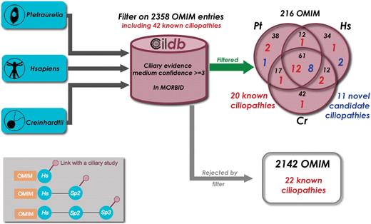 Finding novel ciliopathy candidate genes with Cildb. Starting successively with the proteomes of three species, Paramecium tetraurelia, Homo sapiens and Chlamydomonas reinhardtii, we applied the same BioMart filters, ‘at least 3 ciliary evidences with medium confidence’ and ‘has a human ortholog linked to a disorder reported in OMIM’. As a result, we extracted the OMIM entries linked to a human disorder, as revealed by the filter applied to each species. Of the 2358 disorders present in the GeneMap section of OMIM, 216 passed the filter and 20 of the 42 known ciliopathies with links with a disorder entry in OMIM (Table 1) were found. The 2142 other disorders include the 22 remaining known ciliopathies. This is not surprising since many ciliopathy genes are not revealed by high throughput studies. Nevertheless ciliopathy genes are highly enriched by our filter (1/10 versus 1/100). Detailed examination of the other disorders provided by the filter allowed us to propose 11 of them as candidate ciliopathies (see Table 1). Inset: the filter used results in linking OMIM entries to ciliary studies, however by passing through their association with a human gene. Three configurations can provide these links. (i) the human protein is directly concerned by a high throughput study in man. (ii) the human protein displays a ciliary evidence through orthology with a ciliary protein in another species. (iii) a non-human protein (sp2) can have a ciliary evidence through orthology with another species (sp3) and a link to OMIM through orthology with a human protein. In some cases, although linked to Sp2, the human and Sp3 proteins have no direct links, so that the human protein itself is not flagged as ciliary, whereas the associated OMIM entry is.