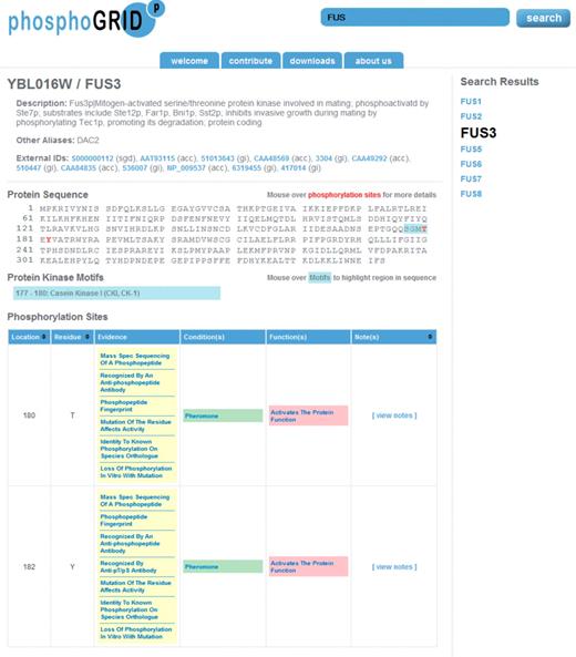 Screen shot of PhosphoGRID webpage produced by a search for the mating pheromone MAPK Fus3. Phosphorylated amino acids are indicated on the protein sequence in red. Consensus sites for known protein kinases overlapping phosphosites are indicated in blue. Detailed information relating to each identified phosphosite is presented in table form below, with links to PubMED references for the evidence of phosphorylation, conditions under which phosphorylation occurs and effects on protein function.