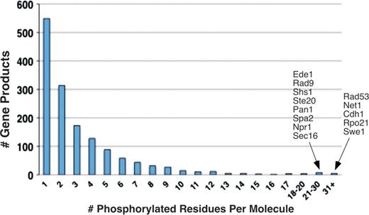 Distribution of multiply phosphorylated proteins in PhosphoGRID. The number of proteins with the indicated phosphorylated residues in PhosphoGRID are shown. The identity of gene products with 21 or greater identified phosphorylations are indicated to the right.