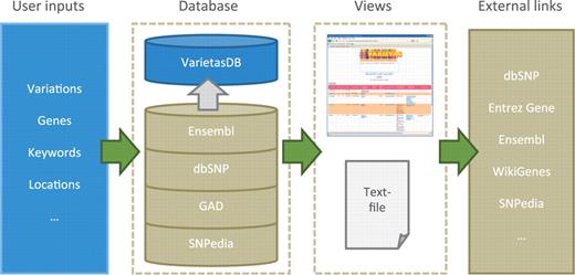 Overview of Varietas. Users can enter variety of different features such as SNPs, genes, keywords or locations, or any combination of them. These inputs are queried against VarietasDB that contains integrated data from various biological databases. Users can browse through the results using the web user-interface or download them as a tab-delimited text file. Links to external databases and resources are also provided for further exploration.