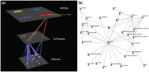 Visualization of human Bradykinin B2 receptor’s interactions (a) Arena3D Visualization: human Bradykinin B2 receptor targets six different subfamilies of Gα G-Proteins belonging to Gα-q/11 and Gα-12/13 families. The G-Proteins are connected to 22 different types of effectors belonging to nine families. (b) Medusa 2D Visualization: human Bradykinin B2 receptor targets Gα G-Proteins belonging to six distinct Gα subfamilies (Gα-q, Gα-11, Gα-14, Gα-15/16, Gα-12 and Gα-13). These Gα G-Proteins interact with 22 types of effectors.