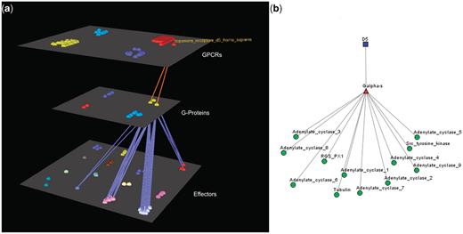 Visualization of human Dopamine D5 receptor’s interactions. (a) Arena3D Visualization: Human Dopamine D5 receptor targets two Gα-s G-Proteins. The G-Proteins are connected to 12 types of effectors belonging to four specific families. These are: Adenylate cyclases, Regulators of G-Protein signaling, Tyr protein kinases and tubulins. (b) Medusa 2D Visualization: human dopamine D5 receptor targets Gα-s G-Proteins, which interact with the following four families of effectors: Adenylate cyclases, Regulators of G-Protein signaling, Tyr protein kinases and tubulins.
