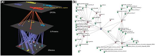 Visualization of human Glucoprotein Hormone TSH receptors’ interactions. (a) Arena3D Visualization: Human Glucoprotein Hormone TSH receptor targets 13 G-Proteins of 10 different subfamilies, which belong to all four Gα families. These G-proteins target 16 different families of effectors. (b) Medusa 2D Visualization: Human Glucoprotein Hormone TSH receptor targets 13 Gα G-Proteins from all four Gα families. More accurately, these Gα G-Proteins belong to 10 respective Gα subfamilies and interact with 19 subfamilies of effectors.