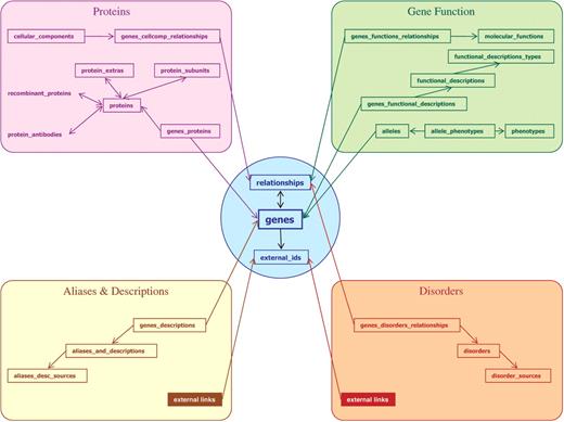 Sample of GeneCards Version 3 (revision 3.02) gene-centric relational database entities and their relationships, with associated web-card sections.