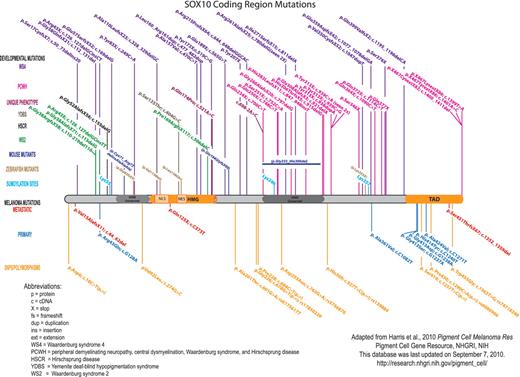 Published SOX10 coding region mutations and polymorphisms. For clarity, the mutations are color-coded based upon clinical phenotype/disorder. Human SOX10 developmental mutations are shown above the protein, and melanoma mutations and polymorphisms are shown below the protein. The orthologous changes to published mouse and zebrafish coding mutations are also shown. SOX10 nucleotide/amino acid numbering correlates with NP_008872. Mutation nomenclature is per Human Genome Variation Society guidelines (http://www.hgvs.org/mutnomen/).