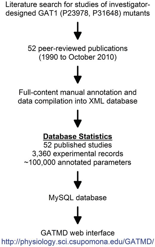 General approach for the development of GATMD. A thorough search of the PubMed database revealed 52 published studies in which investigator-designed mutants of GAT1 have been studied. A complete list of the papers annotated in GATMD is available online. Using the data model shown in Table 1 and described in greater detail in the online tutorial, full annotation of these published studies yielded 3360 experimental records containing a total of ∼100 000 annotated parameters. The web interface of GATMD utilizes Perl/CGI scripts to access the GATMD MySQL database.