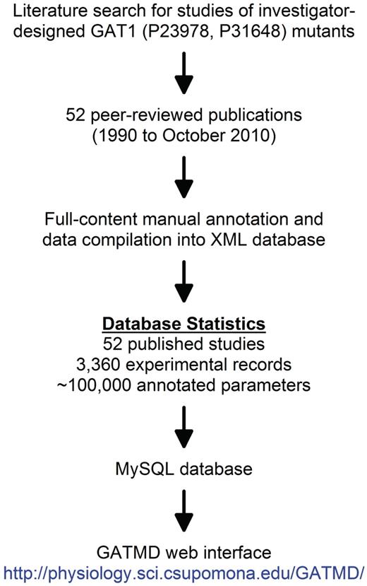 General approach for the development of GATMD. A thorough search of the PubMed database revealed 52 published studies in which investigator-designed mutants of GAT1 have been studied. A complete list of the papers annotated in GATMD is available online. Using the data model shown in Table 1 and described in greater detail in the online tutorial, full annotation of these published studies yielded 3360 experimental records containing a total of ∼100 000 annotated parameters. The web interface of GATMD utilizes Perl/CGI scripts to access the GATMD MySQL database.