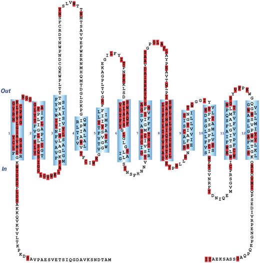 Using a predefined query under the Basic Search Functions menu of the ‘Search’ page, a partial screenshot of the resulting page is shown in which all rat GAT1 residues subjected to substitution mutagenesis are highlighted. As of the last update of GATMD, 218 of 599 rat GAT1 residues have been subjected to substitution mutagenesis. Each residue of the topology diagram (highlighted or not) has a hyperlink which may be used to retrieve the associated experimental evidence for that residue.
