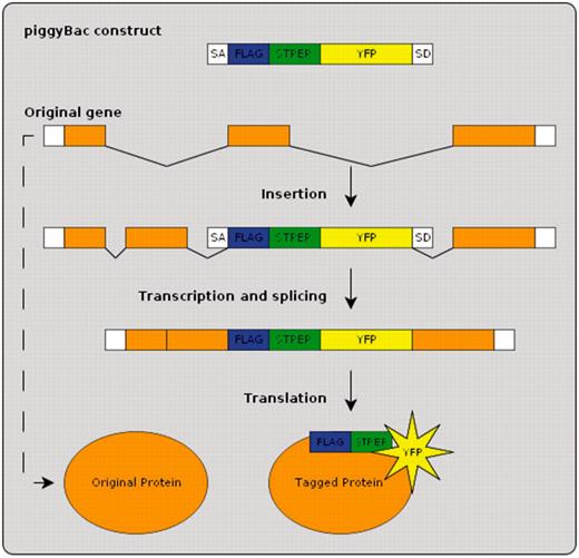 Protein-trap insertion using the piggyBac method. An artificial exon is inserted into the genome at random locations. When inserted within an intron of an existing gene the resulting tagged protein produces in vivo fluorescence.