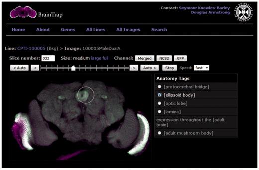 Brain viewer on the BrainTrap website allows the user to browse through the 3D image stack as they would on a normal desktop application. The viewing window size and visible channels can be modified as required. Shortcut buttons are also provided on the right to jump to tagged areas of expression. In this figure the ellipsoid body shortcut has been selected and expression in the ellipsoid body is highlighted. The EYFP signal is displayed in green and merged with the background signal (anti-brp) displayed in magenta. Channel buttons allow the user to choose which channels are visible.