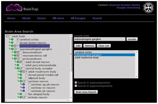 The ontology search form on the BrainTrap website allows users to search for protein-trap lines and images based on anatomical areas of expression. The search specified here looks for protein trap lines with expression in the cerebral cortex, the subesophageal ganglion or the adult mushroom bodies.