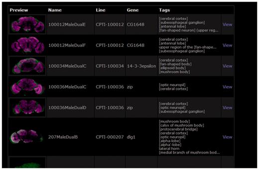 Search results for the brain area search specified in Figure 3. Details of the matching lines are listed along with a preview brain image and a summary of the anatomical areas where expression has been noted.