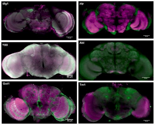 Protein expression for sgg, dlg1, Got1, zip, Abl, Tm1. Green signal shows expression of the trapped protein, magenta signal shows the background antibody signal (anti-brp). Green and magenta channels are merged so that regions with both trapped protein signal and background signal appear white or different colours according to the relative signal intensities.
