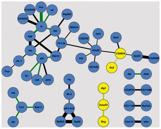 Potential interactions between proteins in the BrainTrap database. Proteins that do not co-express in the BrainTrap data are highlighted in yellow. Line thickness represents the confidence of protein interaction, green lines are genetic interactions. Interaction data is from the DroID database (14).