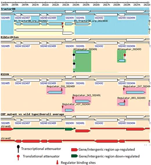 Regulation of pykA, hexR and enzymes of the ED pathway in MR1 and overlay of the regulatory information with the experimental data. The figure indicates that enzymes of the ED pathway (SO2486_ SO2489) as well as pykA are significantly upregulated in the Crp(−) mutant, but hexR and the intergenic region between hexR and pykA are downregulated. The regulatory information provided in the first track of the browser (TractorDB) gives an explanation for the observed changes in the gene expressions. It indicates that the genes, hexR and pykA and the operon with the enzymes of the ED pathway have binding sites in their promoters predicted by TractorDB. Thus, both genes and the operon are likely regulated by Crp. In the wild-type strain of MR1, the ED pathway is not active because of upregulation of hexR by Crp during the transition from aerobic to anaerobic conditions. The Crp(−) mutant strain does not produce Crp; therefore, the transcriptional repressor HexR is absent in the mutant, and enzymes of the ED pathway, which were suppressed by HexR in the wild-type strain, are upregulated in the Crp(−) strain.