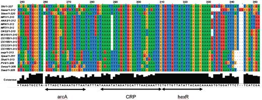 The alignment of a conserved regulatory locus in the Shewanella genomes in the intergenic region between hexR and zwf genes. The locus is located from −56 to −103 nc upstream of zwf and has three adjacent binding sites for ArcA, HexR and Crp, respectively. The Crp binding site (TAAAAATAGATGCATTTAACAAATTC) was extracted from ShewRegDB. It was predicted by TractorDB (24). The HexR binding site is identified by similarity to HexR binding site consensus in Pseudomonas species (60, 61). The HexR binding site in Shewanella perfectly matches the Pseudomonas aeruginosa binding site (TGTTGTttaattACtACA) with the same location (−71 nt 5′ of the transcriptional start site of zwf (59). Binding of HexR to this binding site in P. aeruginosa was experimentally confirmed by gel shift assays. The HexR binding site in Shewanella has a perfect consensus TGTTGTTATATTACAACA across the species. The alignment also indicates that in Shewanella spp. the HexR binding site overlaps the Crp binding site. Thus, in some growth conditions, the ED pathway may be activated by Crp, but HexR binding to the site can prevent the pathway activation. In the Crp(−) mutant, hexR is downregulated and releases the ED operon for activation by other transcription factors, like ArcA, for example. One of the binding sites for the two-component response regulator ArcA is demonstrated with the consensus (5′-GTTAgctagAATGTTA-3′).