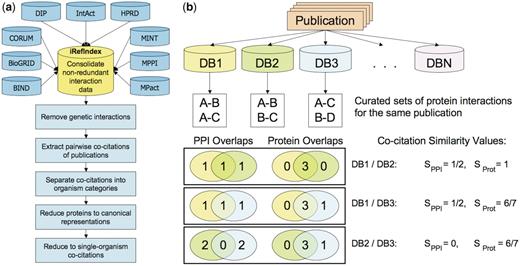 Pictorial overview of the analysis of pairwise co-citations of protein–protein interactions by different source databases from individual publications. (a) Workflow diagram summarizing the major steps of the co-citation analysis. A co-citation is defined as an instance of two databases citing the same publication in a protein interaction record. The first step is the consolidation of the PPI data from the nine databases analyzed in this work, performed by the iRefIndex procedures. Next, genetic interactions defined as described in ‘Methods’ section, are removed, and pairwise co-citations of individual publications by the source databases are extracted. Analysis is then performed on the bulk of these co-citations, as well as on co-citation subsets corresponding to publications dealing with interactions in one or more specific organisms (organism categories), in only a single specific organism (single-organism), and after systematically mapping proteins to their canonical isoforms (canonical representation) (see text). (b) Evaluating the consistency in pairwise co-citations of a hypothetical publication cited by three databases out of the total of nine analyzed here. Sorensen–Dice similarity scores (Methods section) are computed for each pairwise co-citation, to quantify overlaps between the sets of interactions (SPPI) and proteins forming these interactions (SProt). The distributions of these quantities are then used to evaluate the level of consistency in different co-citation categories.