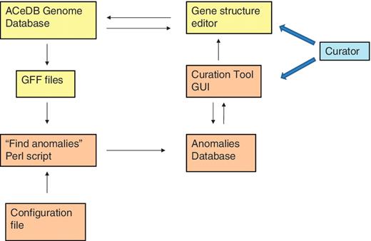 Relationships of the various components of the curation tool and the genome database. The components of the ACeDB database are shown in yellow and the components of the curation tool are shown in brown. The curator interacts with both the curation tool GUI to find regions with anomalies and the ACeDB FMAP genome editor to correct those regions.