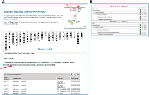Shows a partial view of the Ontology Report page for the ‘glucagon signaling pathway’ (A) and the path(s) to the ‘glucagon signaling pathway’ term within the ontology (B).