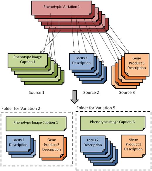 Depiction of the main grouping source and its relationship to the various text sources (top) as well as the folder view (bottom) where related documents for phenotypic variations are grouped.