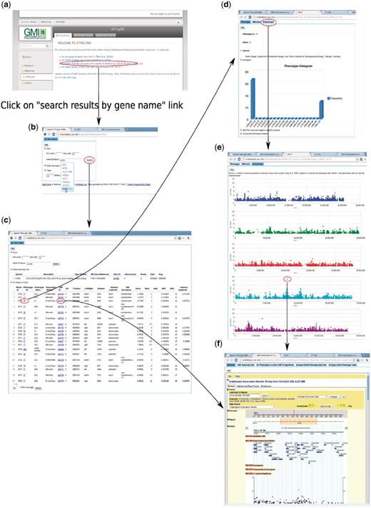 Backward genetics example. The gene of interest is ACD6. It starts from http://arabidopsis.usc.edu (a). Type the gene name in the search-GWAS-by-gene-name interface (b). Auto-completion is supported in case the researcher remembers only part of the name. The interface returns one table containing information about the gene, another table which includes all the associations ranked top in certain phenotypes (c), determined by the ‘max rank’ threshold in the interface. Then user can click either the phenotype ID to go to the phenotype page (d), which leads to a genome-wide association plot (e) as in Figure 10 or the SNP ID to go to the SNP page (f) directly.