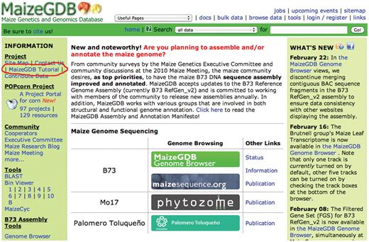 Screen shot of the MaizeGDB home page.