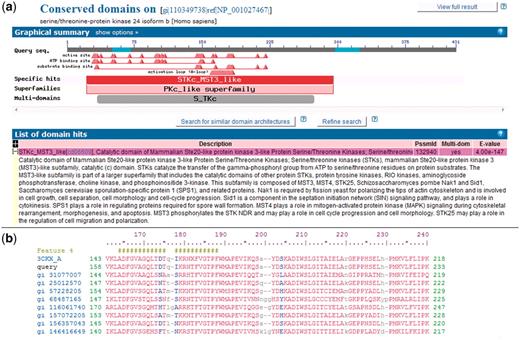 NCBI Conserved Domains annotated on a protein query. (a) RPS-BLAST is used to find domain footprints and derived functional sites using a serine–threonine protein kinase as a protein query (GI 110349738). Shown in red is a specific hit, i.e. a protein sub-family identified with high confidence. (b) Example of a multiple sequence alignment (MSA) representing a CDD domain. The alignable regions (structured blocks or block alignments) are shown in upper case blocks, while the unaligned regions are shown as lower case and gaps. NCBI CDD also can provide functional site annotation. The hash marks indicate the annotation of an activation loop (A-loop). The row starting with ‘query’ shows the protein query (GI:110349738) with start and stop sites.