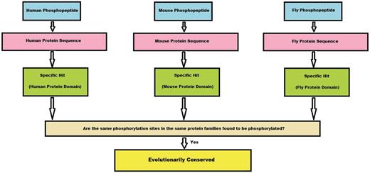 Algorithm flowchart. This flowchart explains in brief how a conserved site is obtained from the experimental phosphopeptide data sets from three species. First, a phosphopeptide is mapped to its protein sequence and later onto specific hits, if any. If the phosphosites from these three species map to the same position on the specific hit, we consider the site to be conserved.