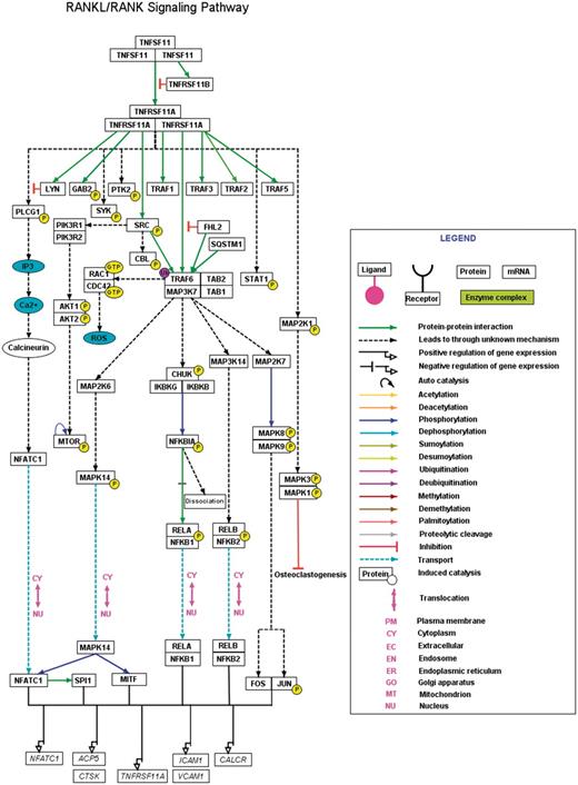 A high-confidence RANKL/RANK pathway reaction map using PathVisio. The RANKL/RANK pathway reaction map represents the high-confidence molecular reactions induced by the binding of RANKL homotrimer to its homotrimer receptor complex. The presented map of RANKL/RANK contains 43 proteins involved in 17 molecular associations, 24 enzyme catalysis reactions and four translocation events. The nodes and edges represent the molecules and their reactions respectively. A detailed legend representative of the information of different types of edges distinguished with various colors is provided. A downloadable version of this map is available with the description for each of the reactions and the inclusion criteria for selection of the reaction in the map at http://www.netpath.org/netslim/rankl_pathway.html.
