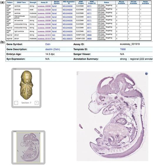 IKMC resources for genes expressed in embryonic heart or sub-structures according to the Eurexpress in situ expression database: (a) results of a query involving the in situ expression dataset from Eurexpress and the IKMC projects/alleles dataset, (b) further detail of the expression patterns at the main Eurexpress website after linking from one of the Assay ID results above.