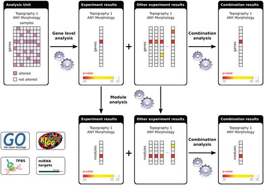 Flowchart of the analyses in IntOGen. Each analysis unit (set of assays from the same study using the same platform and annotated with the same ICD-O terms) is analysed to detect the significantly altered genes. The gene-level experiment results are analyzed further to detect significantly altered modules. The experiment results with the same ICD-O terms are combined both at the gene level and at the module level. For methods details see (1).